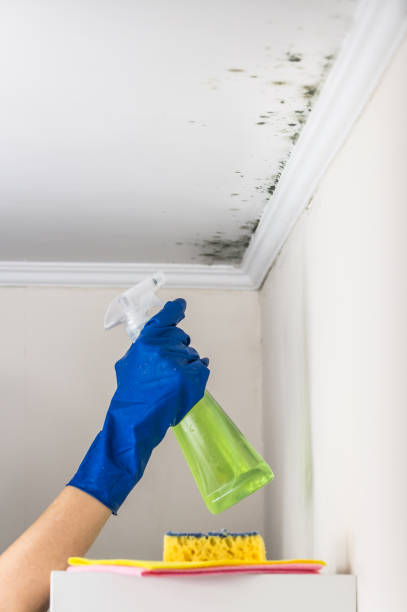 Best Mold Removal Company Near Me  in Marengo, IL